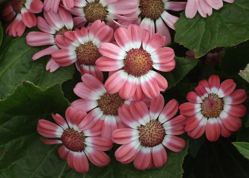 Pink and White Daisies — Calm, Photograph