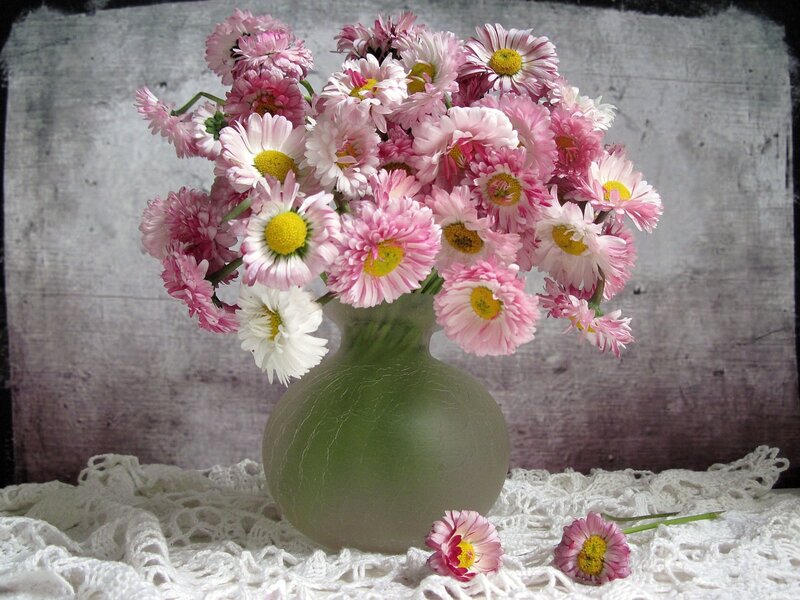 Pink and White Daisies — Calm, Photograph, Vase, Lace Cloth