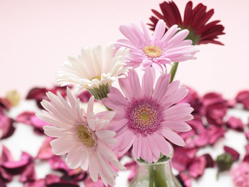 Pink and White Daisies — Calm, Photograph, Vase