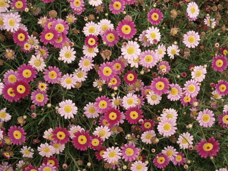 Pink and White Daisies — Calm, Spring, Photograph, Flowers