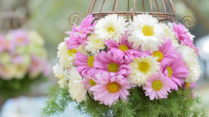 Pink and White Daisies — Calm, Spring, Photograph
