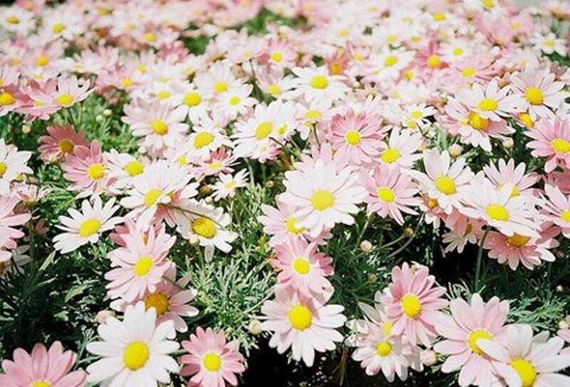 Pink and White Daisies — Calm, Spring