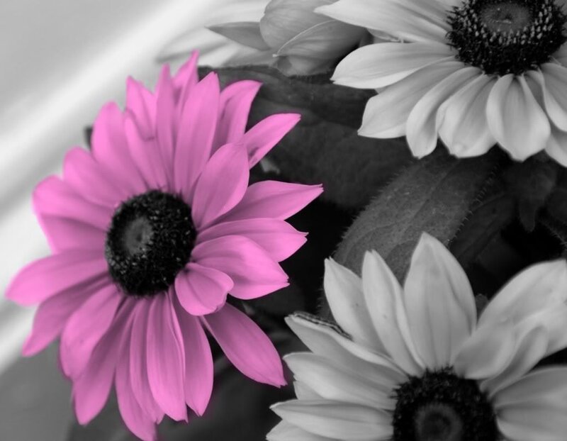 Pink and White Daisies — Calm