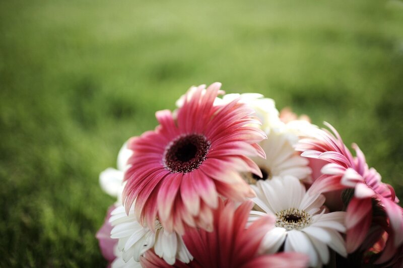 Pink and white daisies in a bouquet
