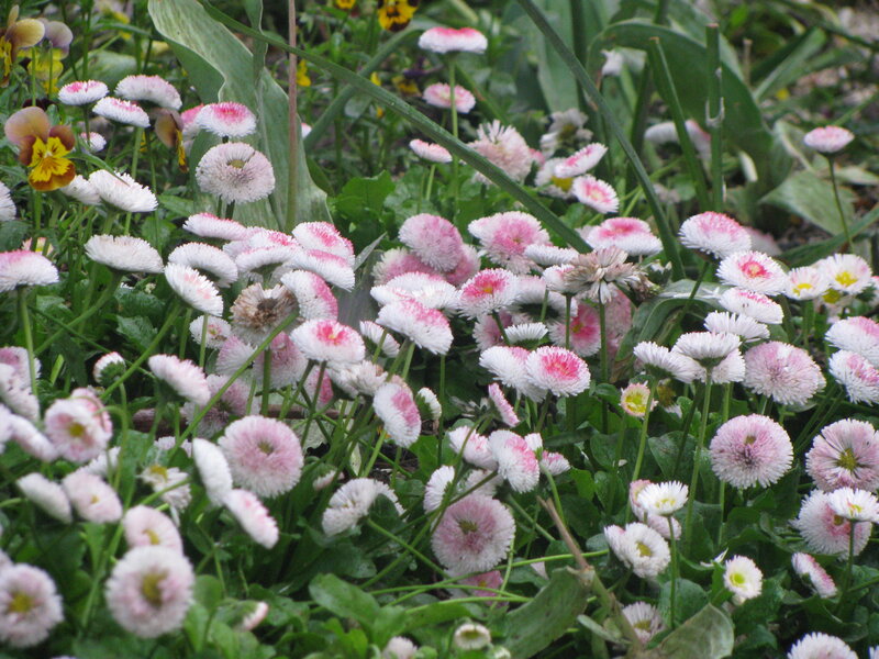 Pink and white daisies in a garden
