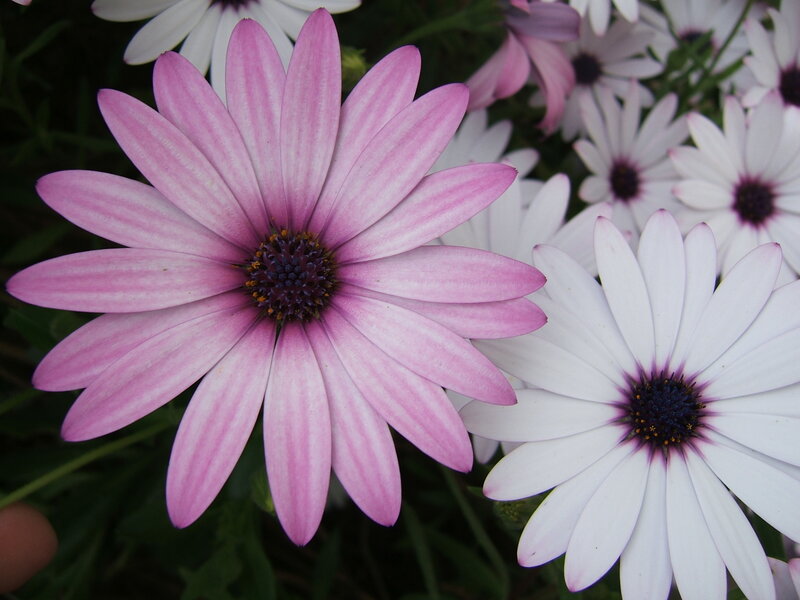 Pink and white daisies in bloom