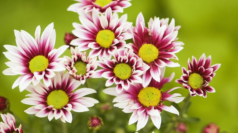 Pink and white daisies in bloom