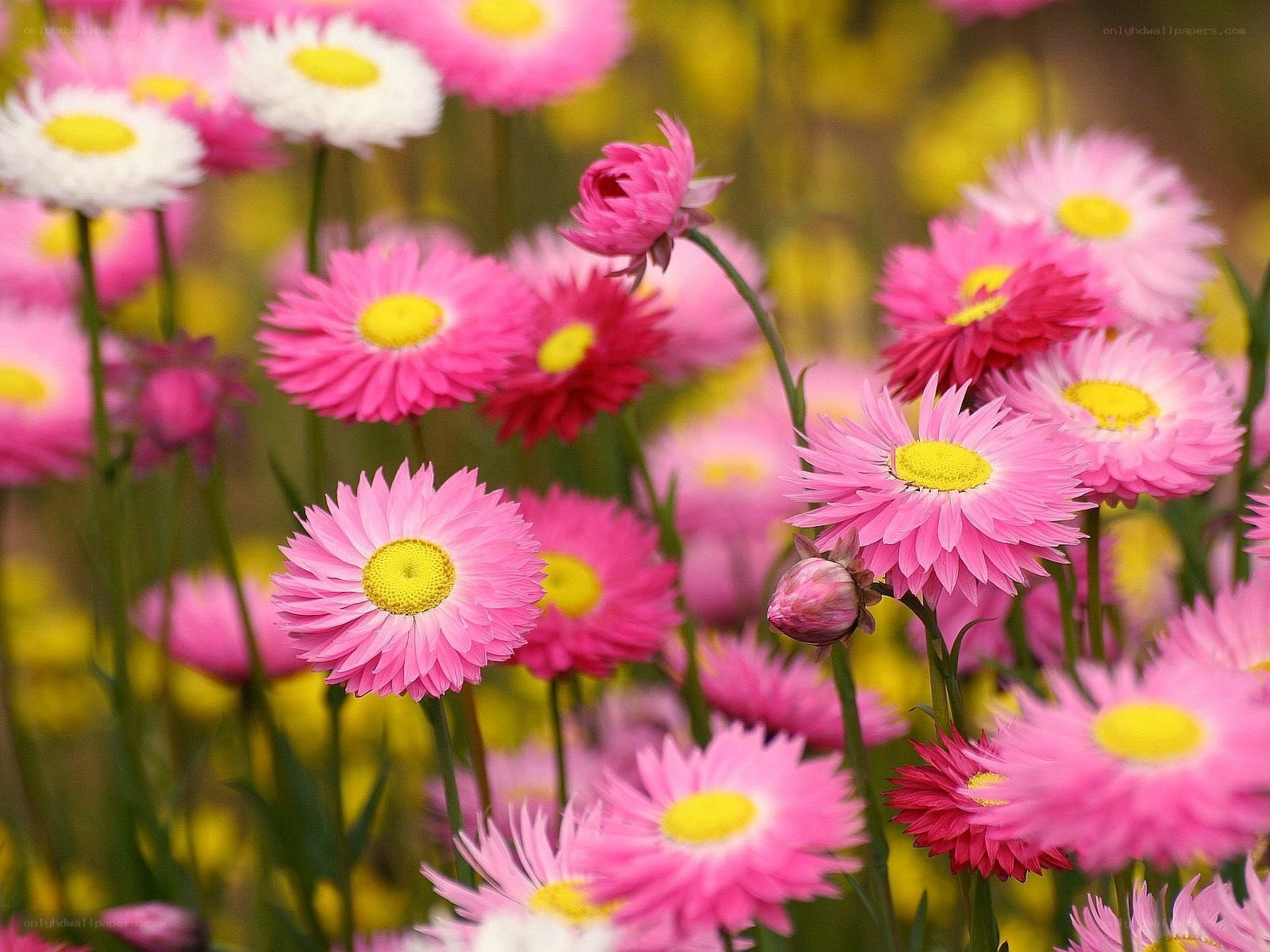 Pink and white daisies in bloom