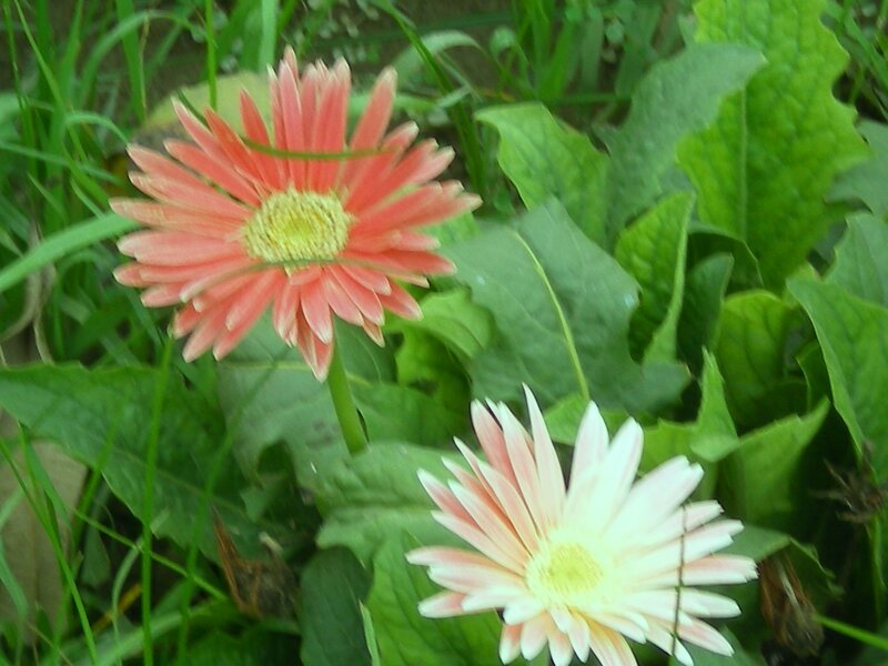 Pink and white daisies in garden