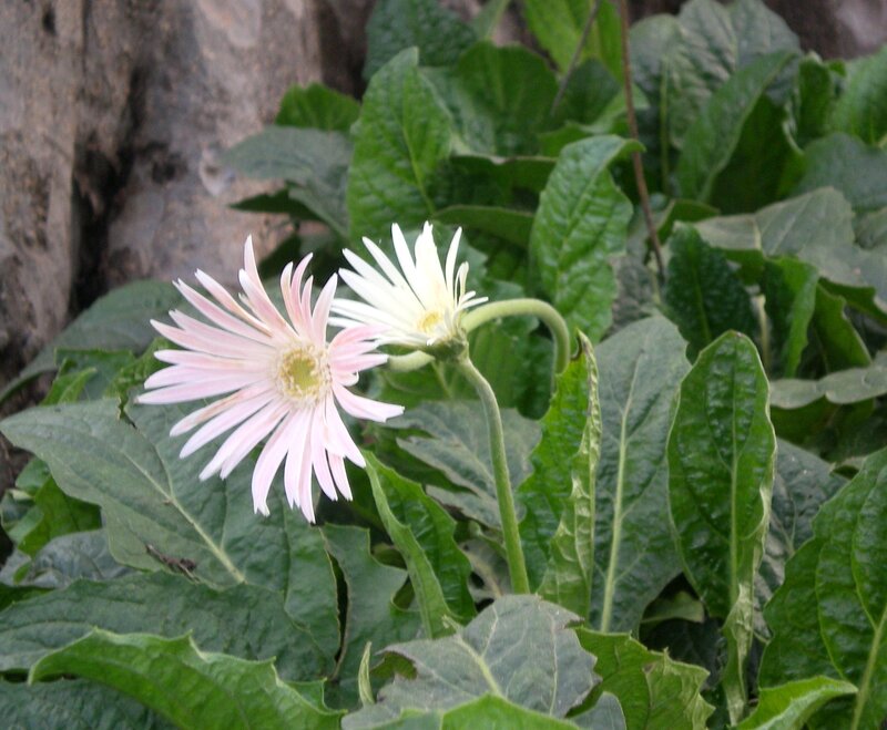 Pink and white daisies in garden