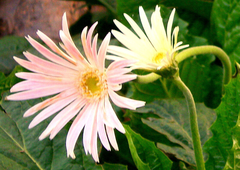 Pink and white daisies in garden