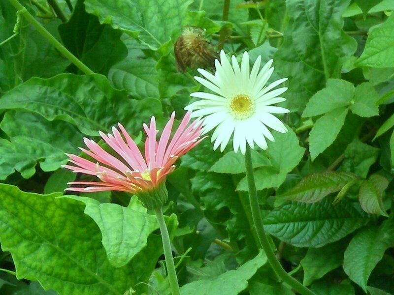 Pink and white daisies in garden