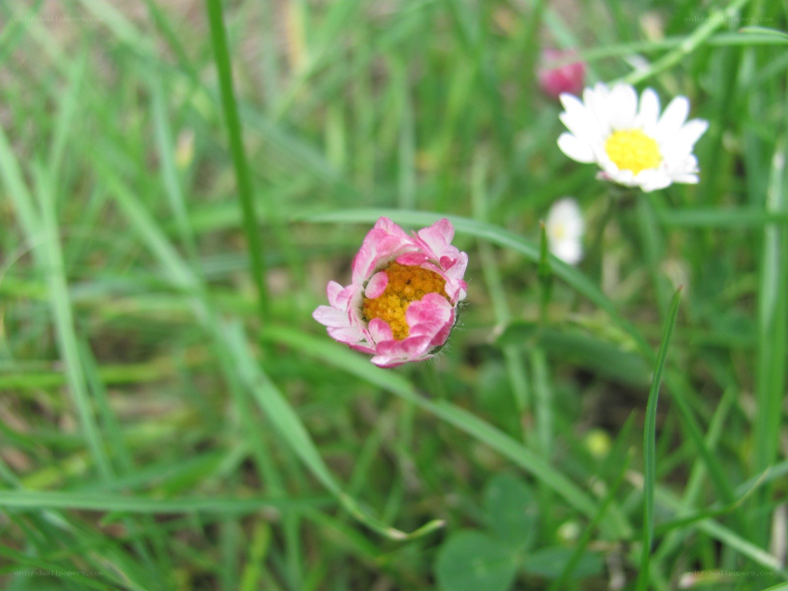 Pink and white daisies in grass