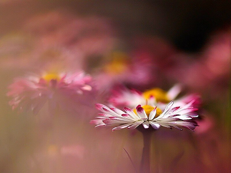 Pink and white daisies in soft focus