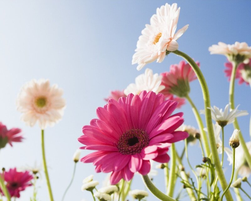 Pink and white daisies in the sun