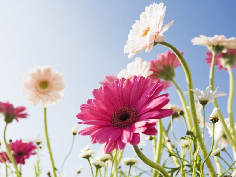 Pink and white daisies in the sun