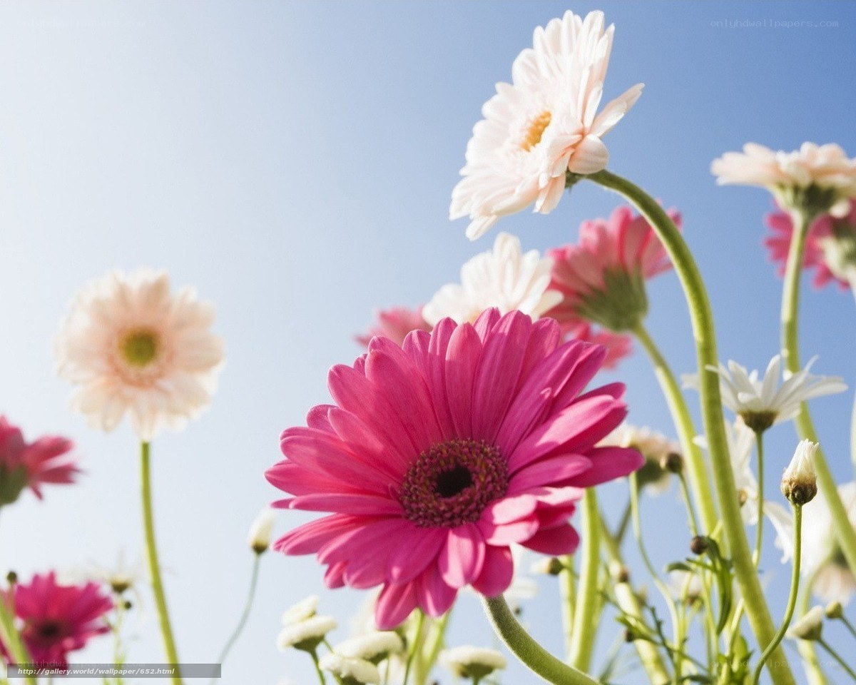 Pink and white daisies in the sun