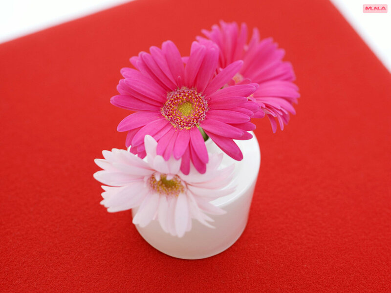 Pink and White Daisies — Red