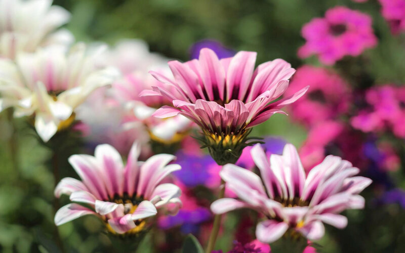 Pink and White Daisies — Serene, Afternoon, Photograph, Flowers, Greenery