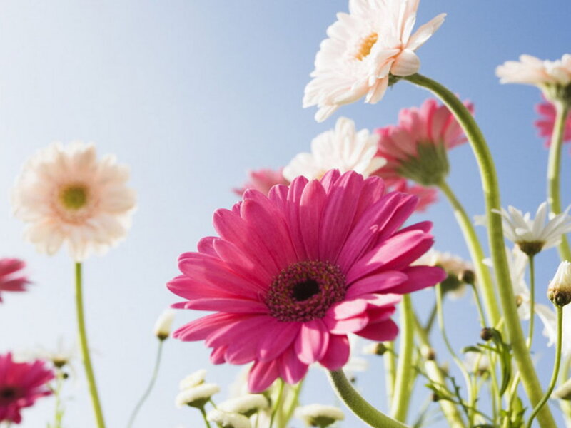 Pink and White Daisies — Serene, Afternoon, Photograph, Flowers, Sky