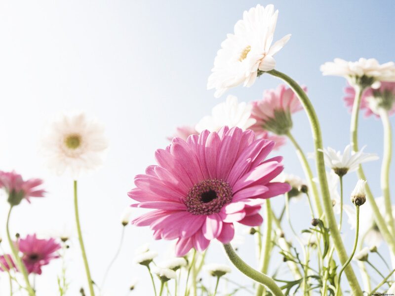Pink and White Daisies — Serene, Afternoon, Photograph, Flowers, Stems