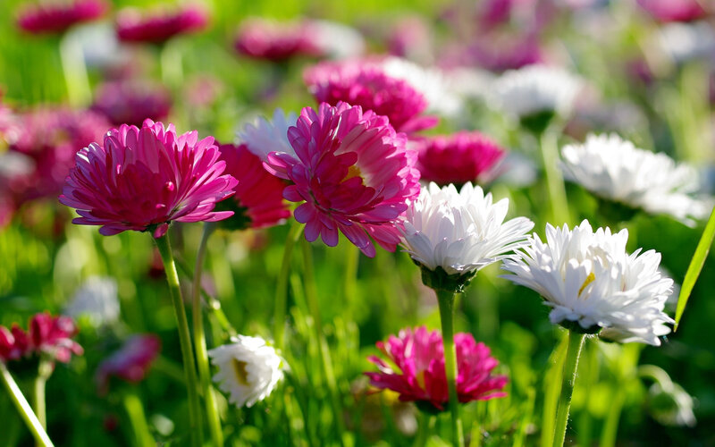 Pink and White Daisies — Serene, Afternoon
