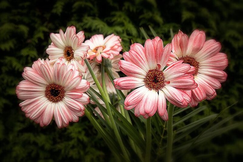 Pink and White Daisies — Serene, Photograph