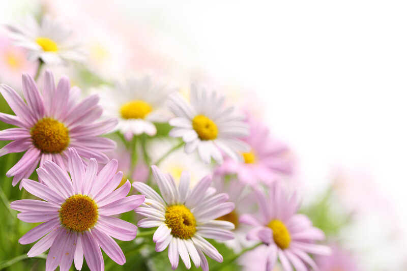 Pink and White Daisies — Serene, Spring, Photograph