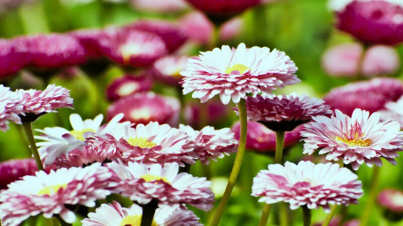 Pink and White Daisies — Serene, Spring