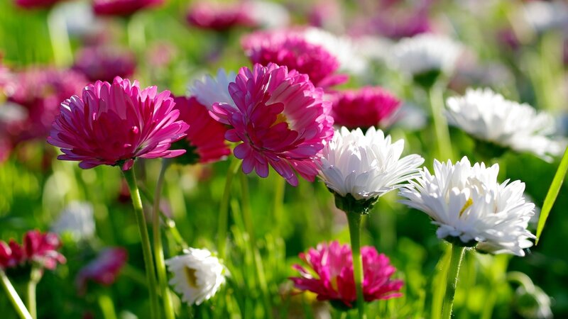 Pink and White Daisies — Serene