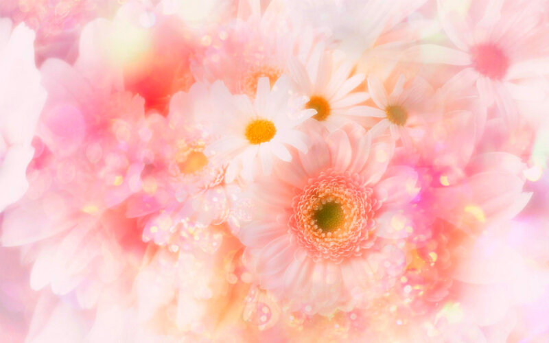 Pink and White Daisies — Soft, Photograph, Flowers