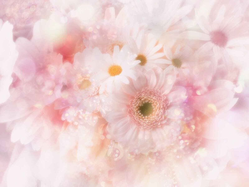 Pink and White Daisies — Soft, Photograph