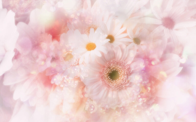 Pink and White Daisies — Soft