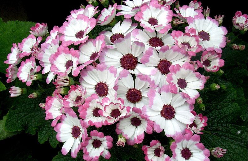 Pink and white daisies