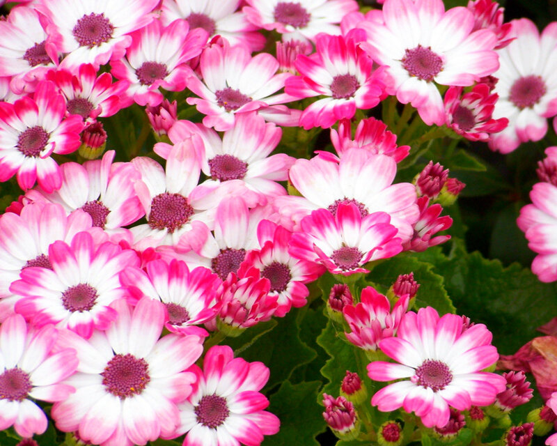 Pink and White Daisies — Vibrant, Spring