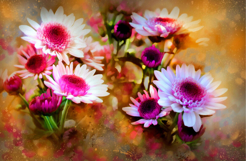 Pink and White Daisies — Vibrant