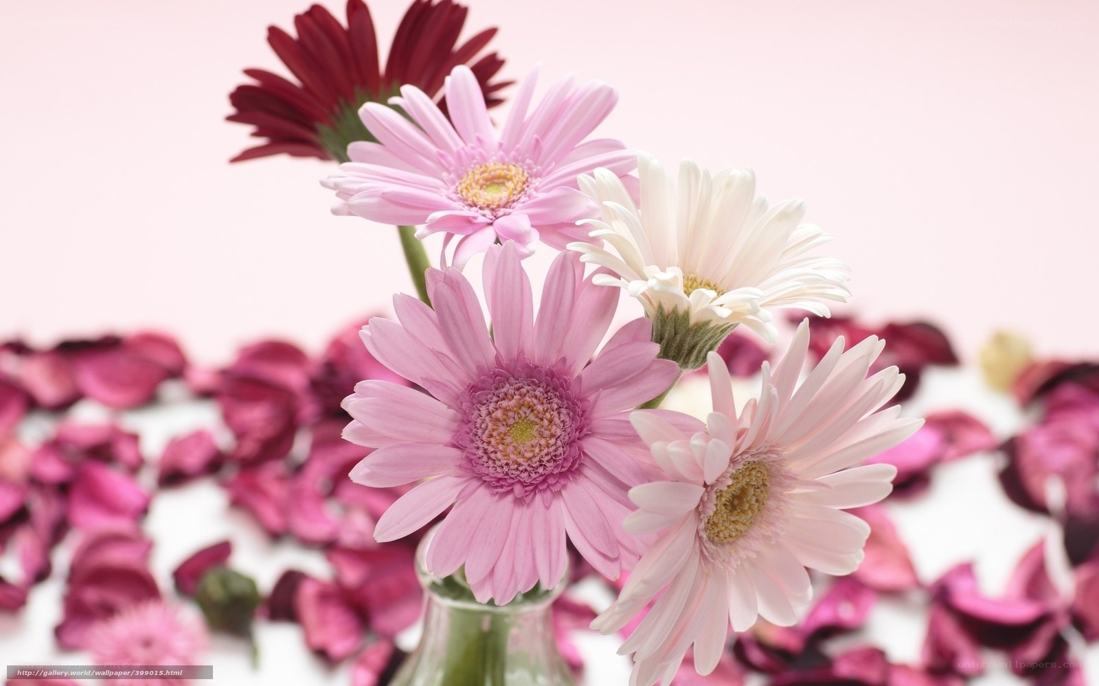 Pink and white daisies with petals