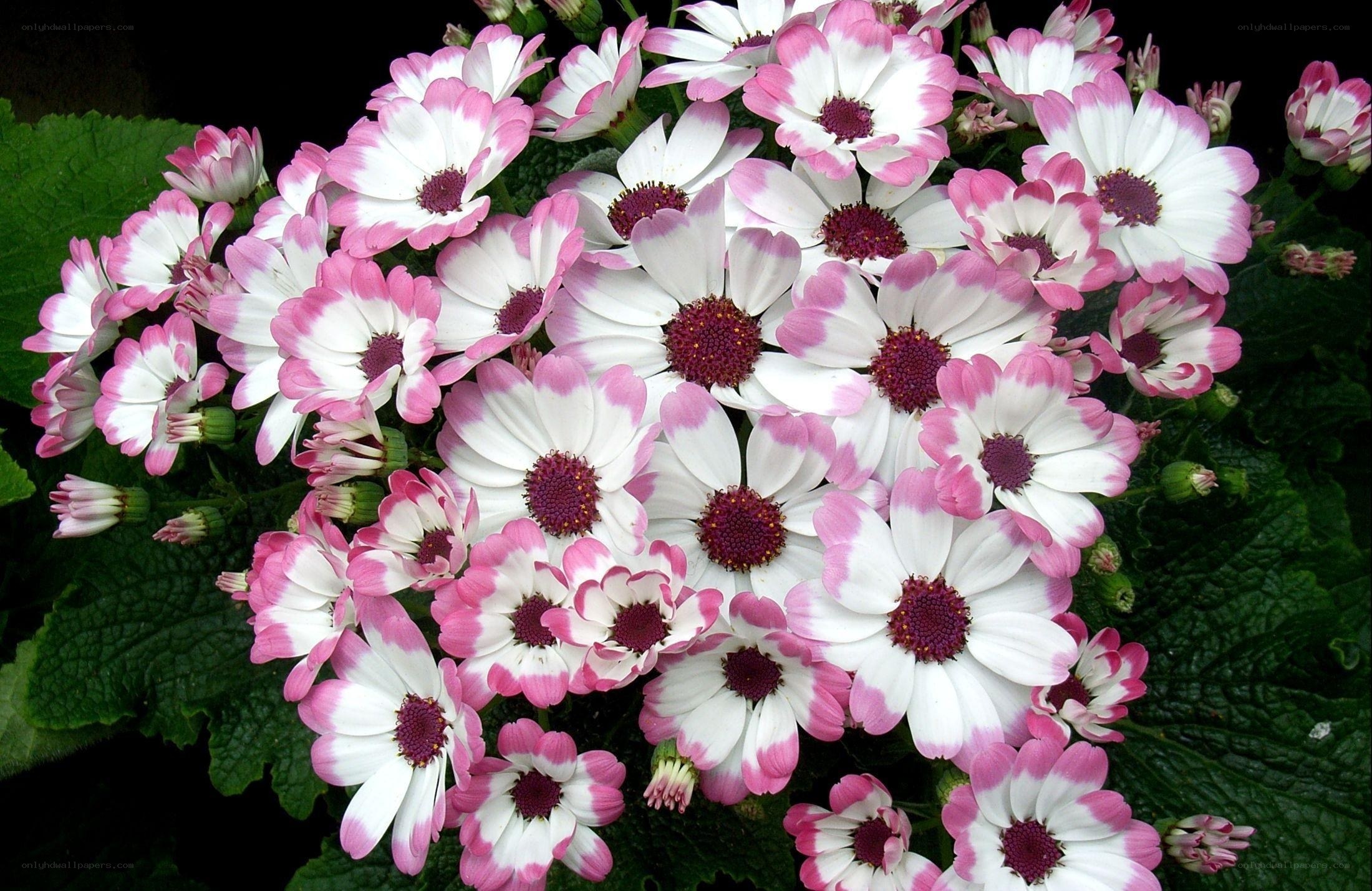 Pink and white daisies