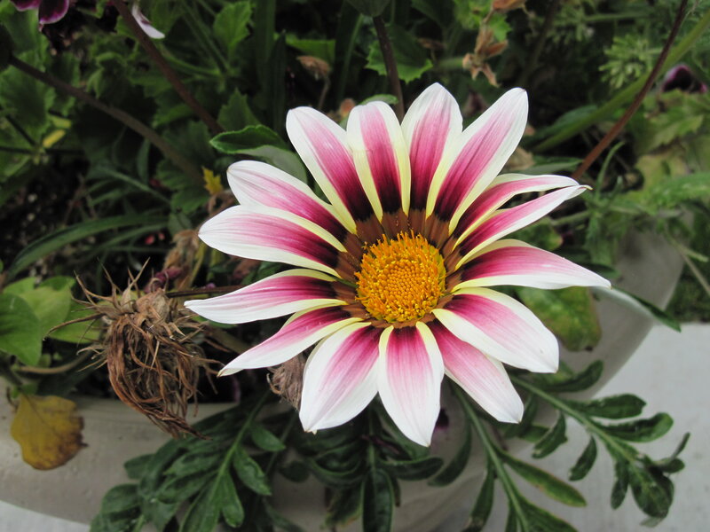 Pink and White Daisy — Calm, Afternoon