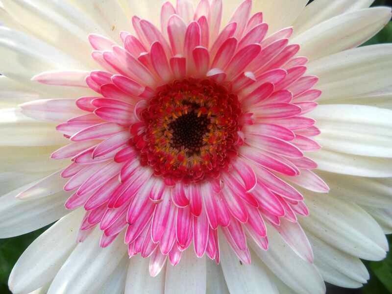 Pink and White Daisy — Calm, Photograph