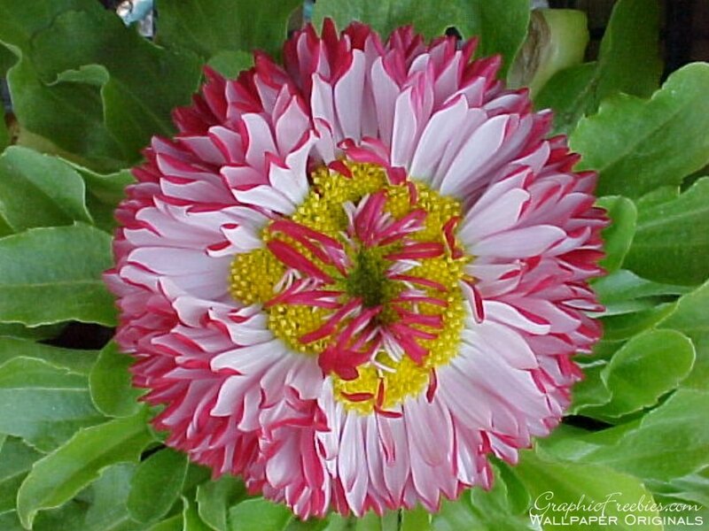 Pink and White Daisy — Calm