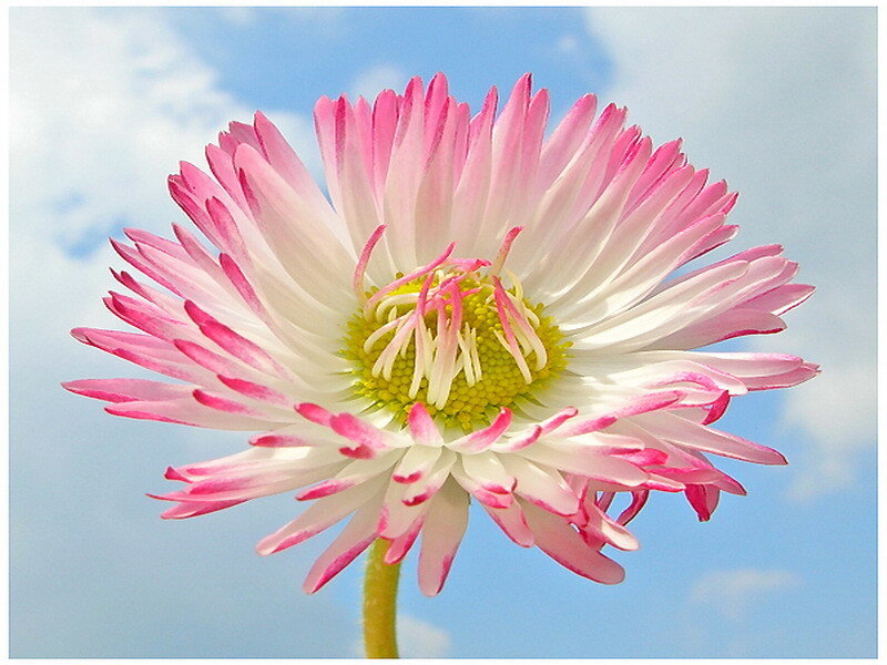 pink and white daisy flower