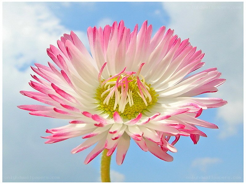 pink and white daisy flower