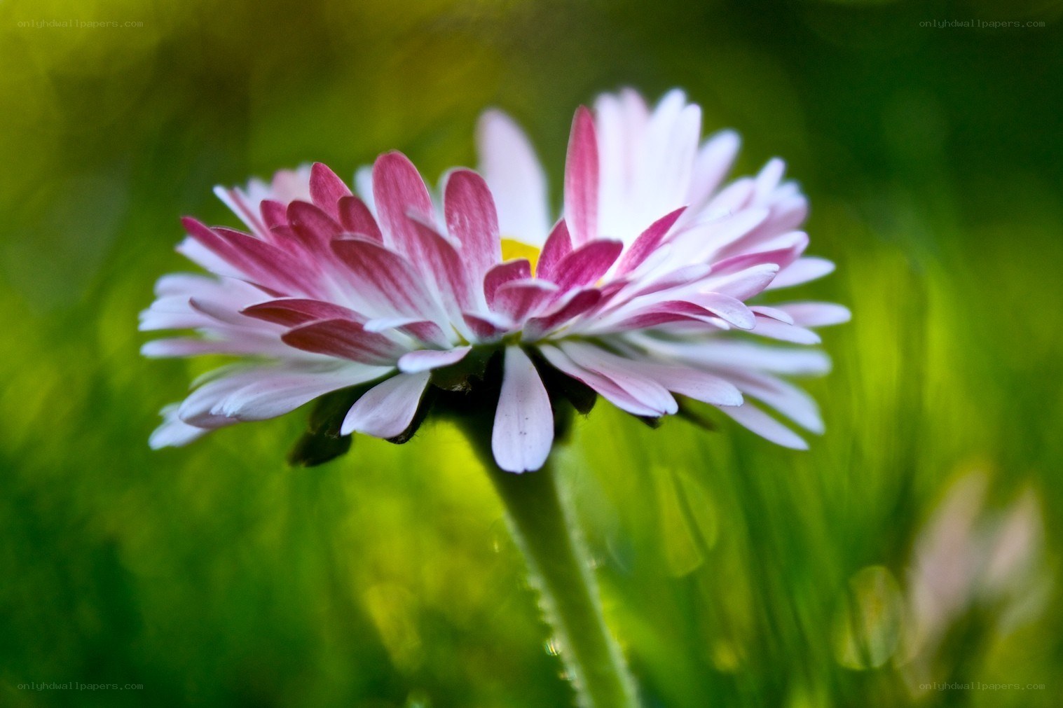 Pink and white daisy flower