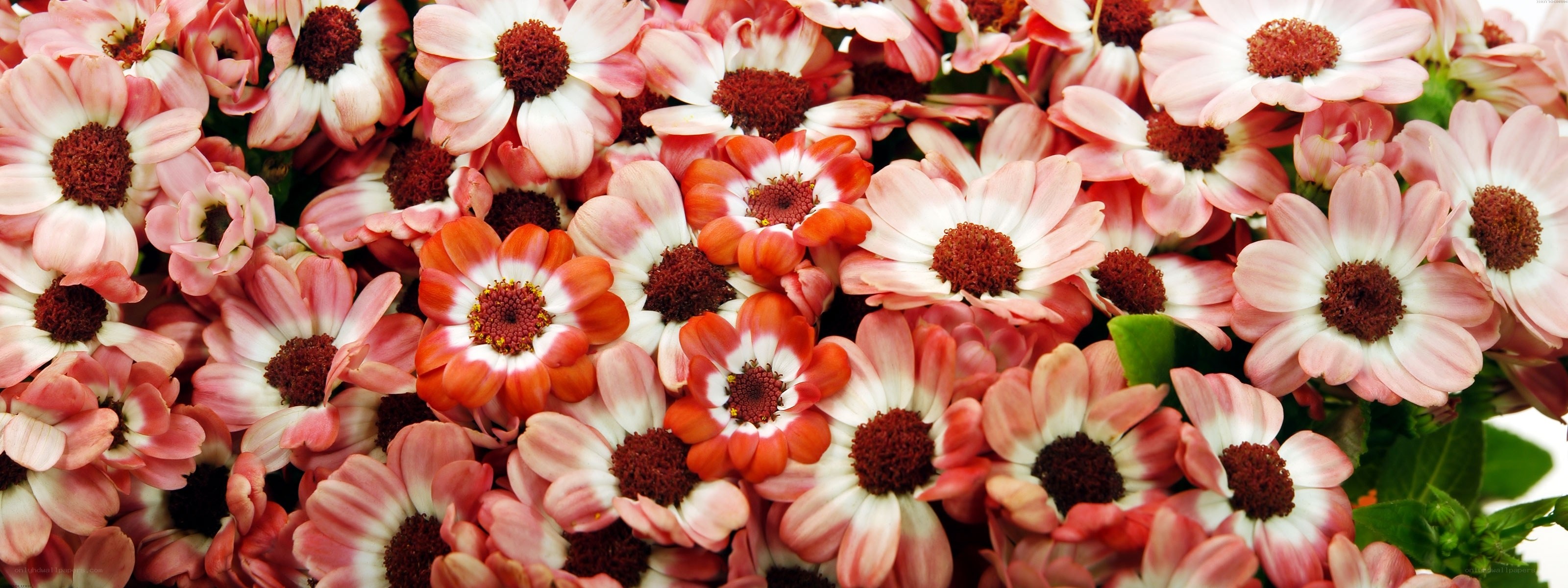 Pink and white daisy flowers