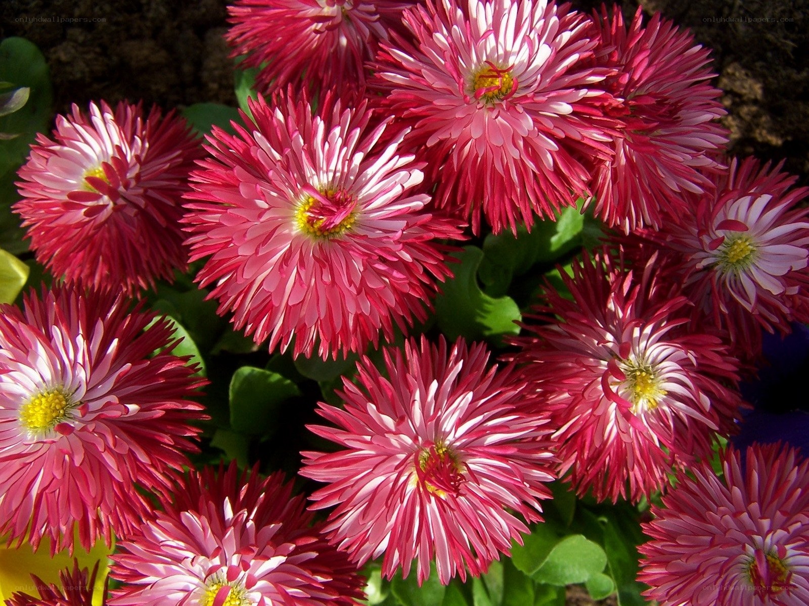 Pink and white daisy flowers