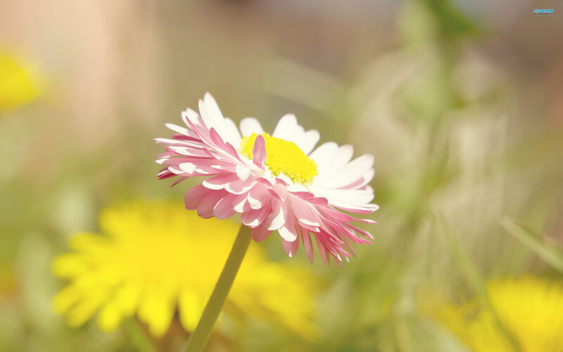 Pink and White Daisy — Serene, Afternoon