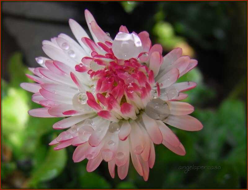 Pink and White Daisy — Serene, Morning