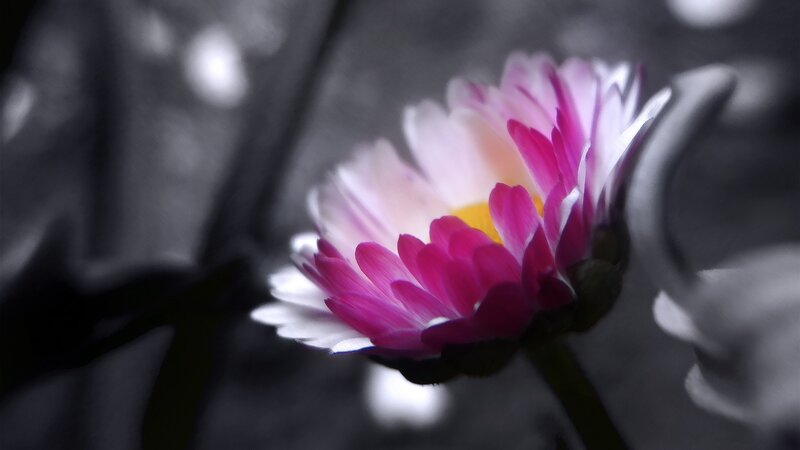 Pink and White Daisy — Serene, Photograph