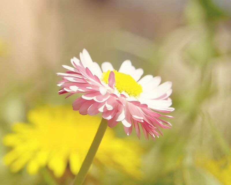 Pink and White Daisy — Serene